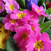 Dark Pink Primula Seeds