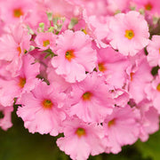 Pink Primula Seeds