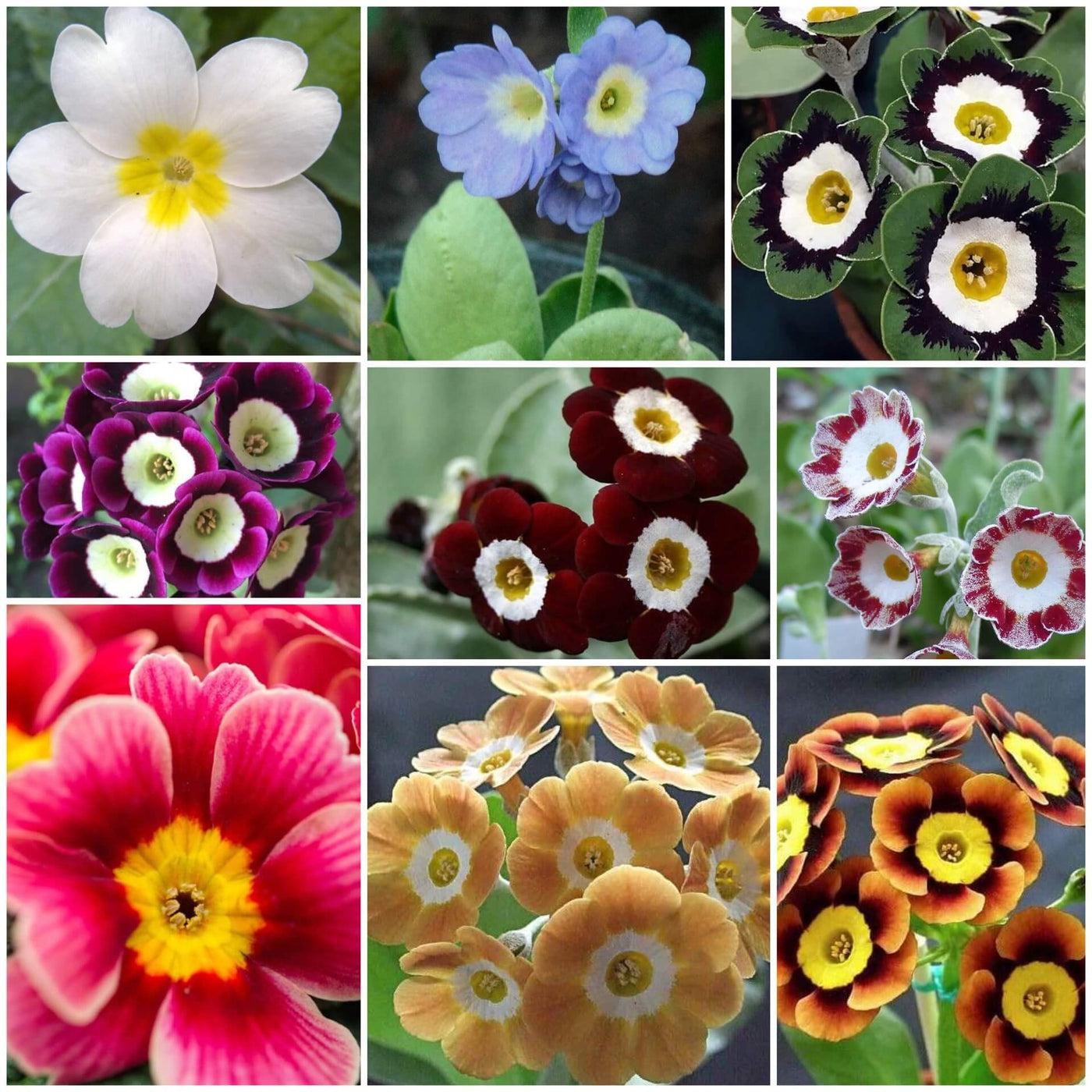 Primula Seeds - All In One For Home Gardens