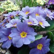 Blue Primula Seeds