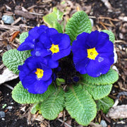 Blue Yellow Primula Seeds