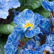 Blue Zebra Primula Seeds