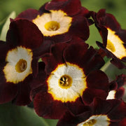 Brown Auricula Primula Seeds