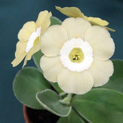 Cream Primula Seeds