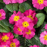 Dark Pink Primula Seeds