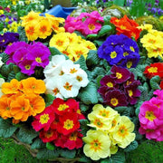 Multi-Colored Primula Seeds