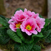 Orange Pink Primula Seeds