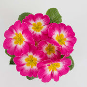 Pink Red Primula Seeds