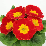 Red Yellow Primula Seeds