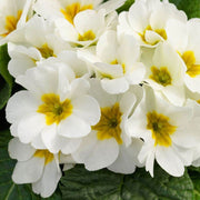 White Primula Seeds