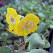 Yellow Auricula Primula Seeds