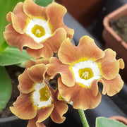 Yellow Brown Primula Seeds