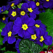 Blue Yellow Primula Seeds