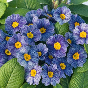Blue Zebra Primula Seeds