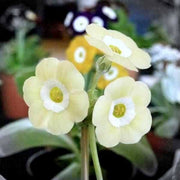 Cream Primula Seeds