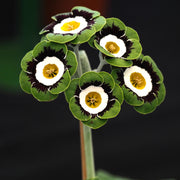 Green White Primula Seeds