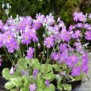 Lavender Primula Seeds
