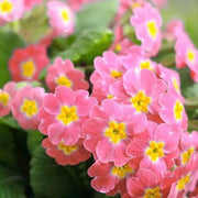 Orange Pink Primula Seeds