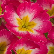 Pink Red Primula Seeds