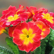 Red Yellow Primula Seeds