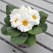 White Primula Seeds