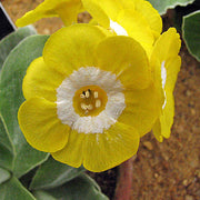 Yellow Auricula Primula Seeds