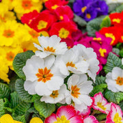 Multi-Colored Primula Seeds