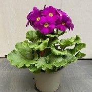 Violet Primula Seeds
