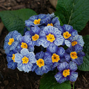 Acaulis Light Blue Primula Seeds