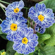 Acaulis Light Blue Primula Seeds