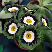 Black Green Primula Seeds