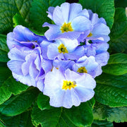 Blue Primula Seeds