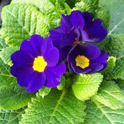 Blue Yellow Primula Seeds