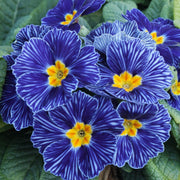 Blue Zebra Primula Seeds