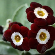 Brown Auricula Primula Seeds