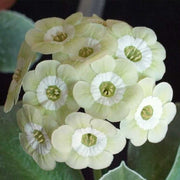 Cream Primula Seeds