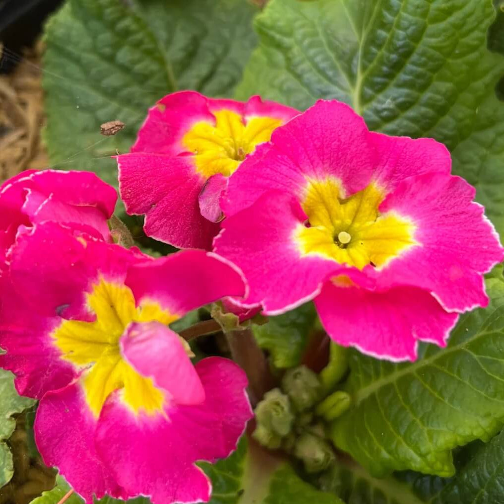 Dark Pink Primula Seeds