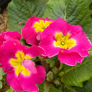 Dark Pink Primula Seeds