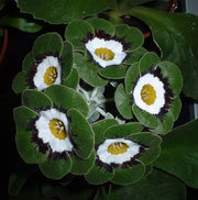 Green White Primula Seeds