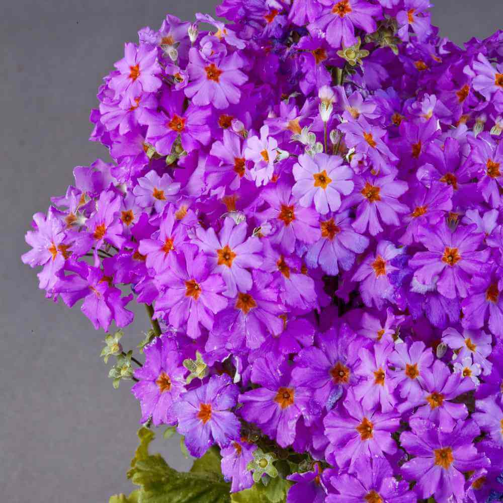Lavender Primula Seeds
