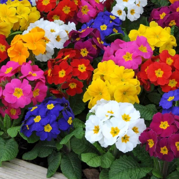 Multi-Colored Primula Seeds