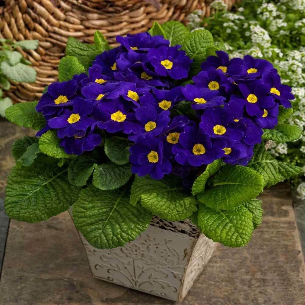 Navy Blue Primula Seeds