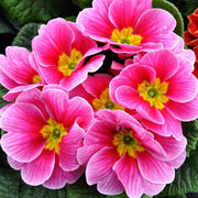 Orange Pink Primula Seeds