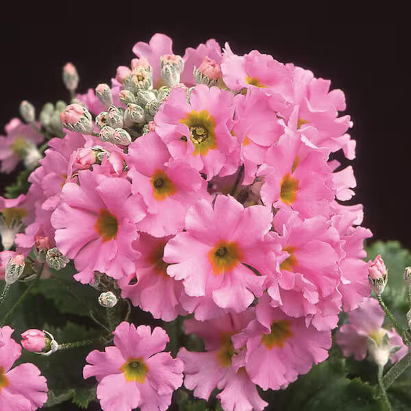 Pink Primula Seeds