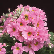 Pink Primula Seeds