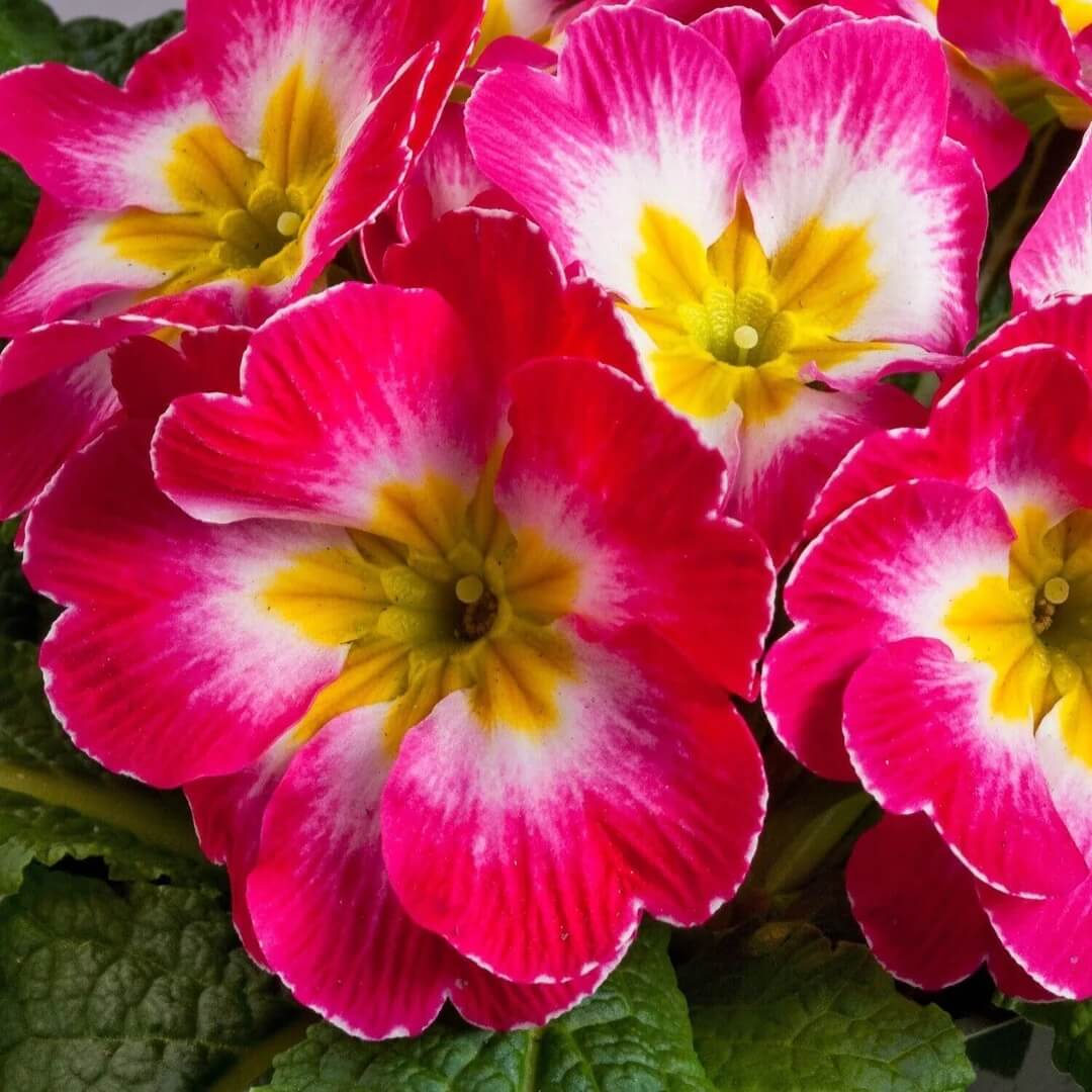 Pink Red Primula Seeds