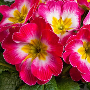 Pink Red Primula Seeds