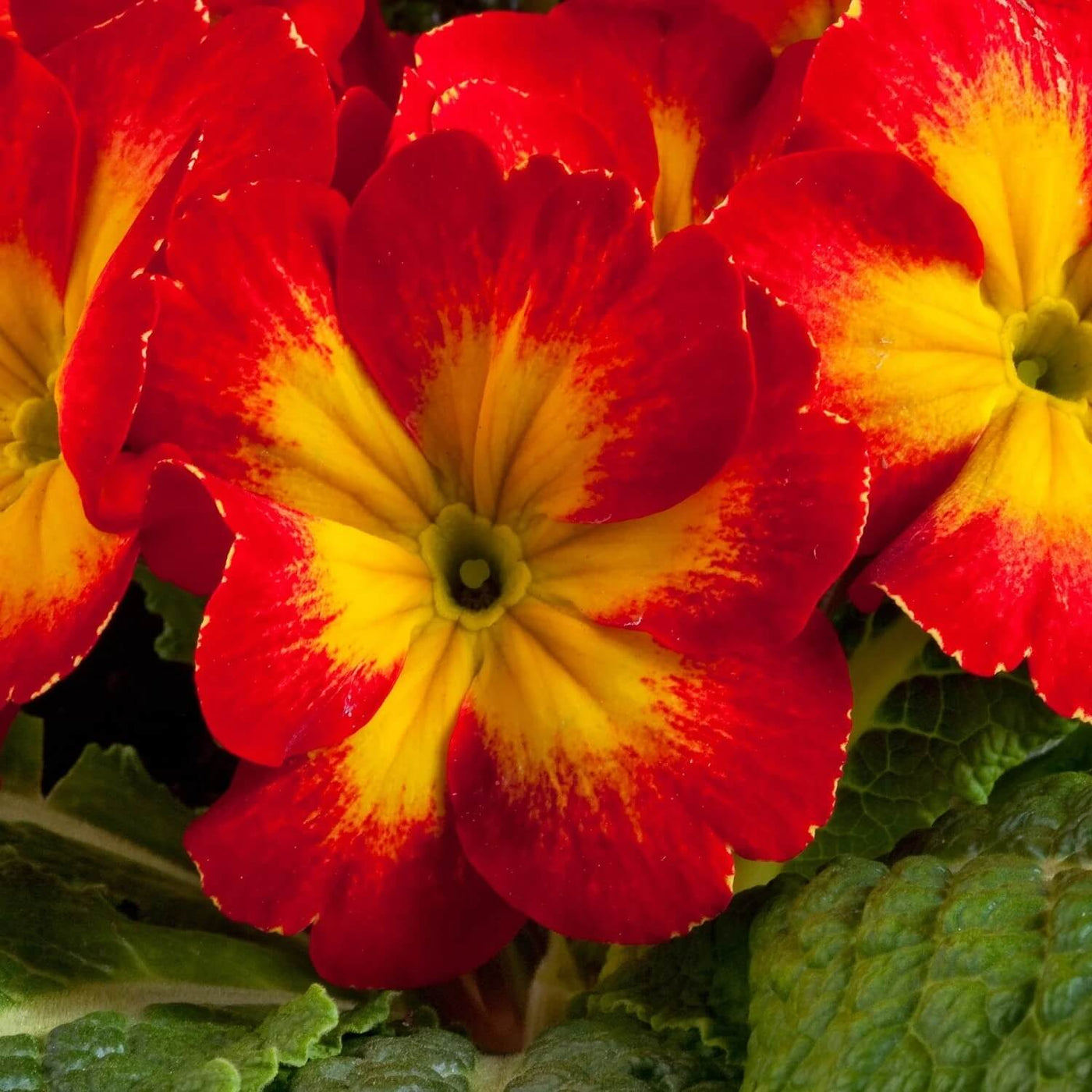 Red Yellow Primula Seeds