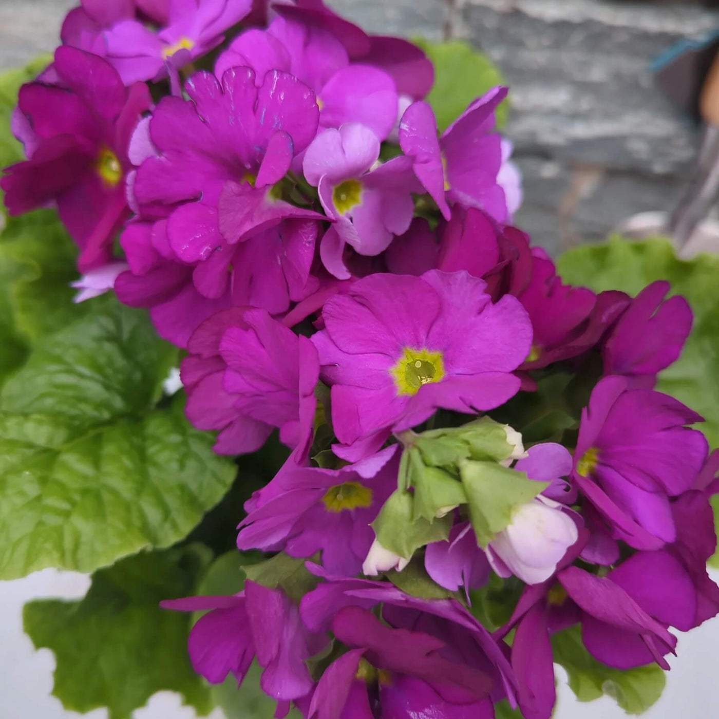 Violet Primula Seeds