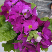Violet Primula Seeds